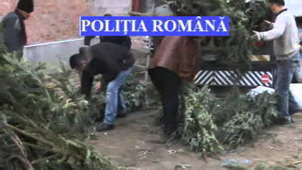 De sărbători, se fură. Aproape 170 de pomi de Crăciun confiscaţi
