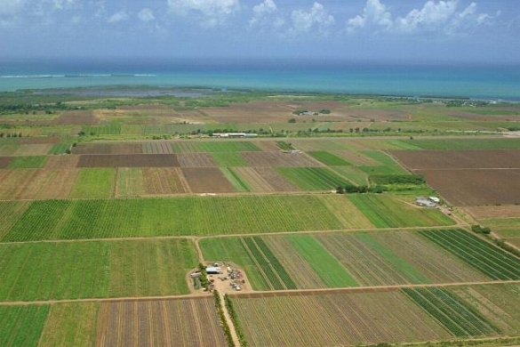 Legea privind vânzarea terenurilor agricole este superficială