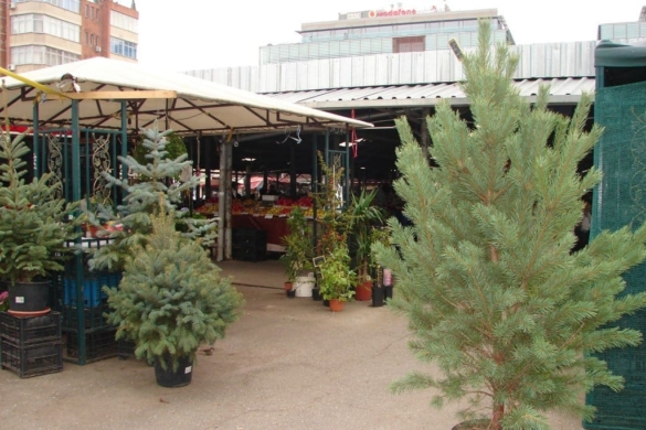 Comercianţii au scos brazii la vânzare