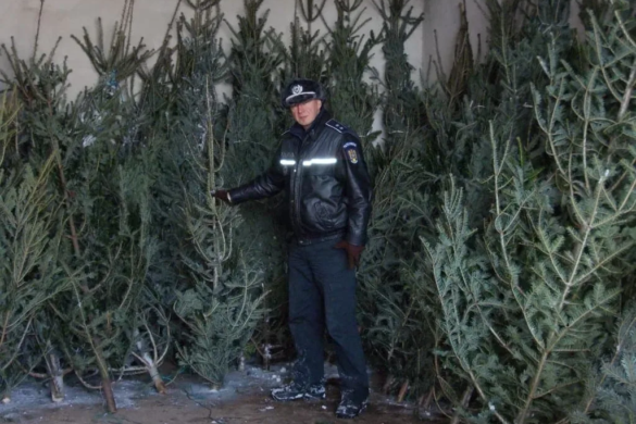 Poliţiştii au confiscat brazii de Crăciun
