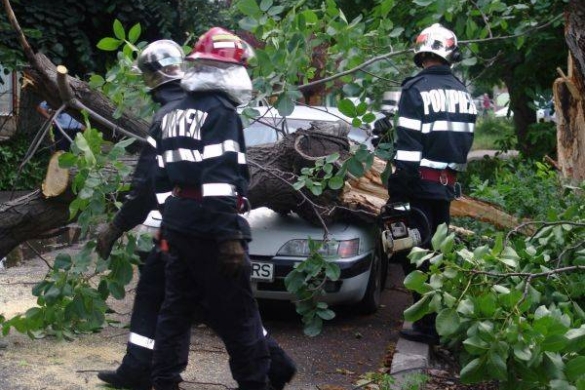 Robu demarează campania de toaletare a arborilor