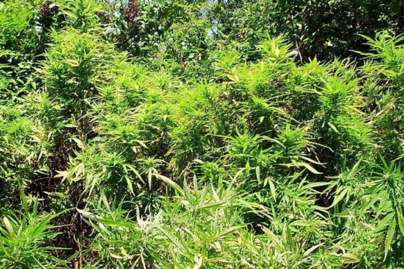 Un „tânăr agricultor” arestat de poliţiştii de la Combaterea Criminalităţii Organizate Timişoara