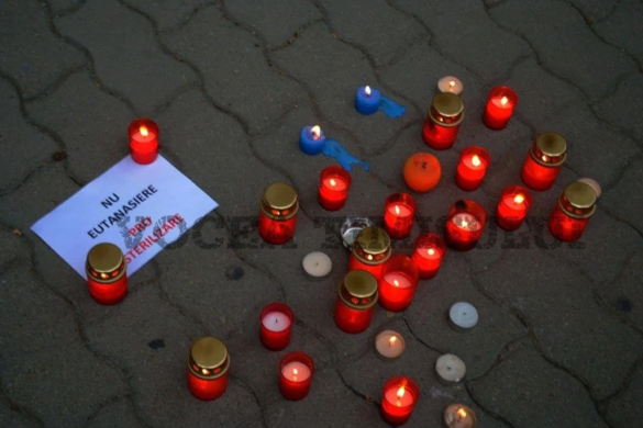FOTO Timisoara pentru maidanezi – “Câinii vorbesc prin vocea noastră”