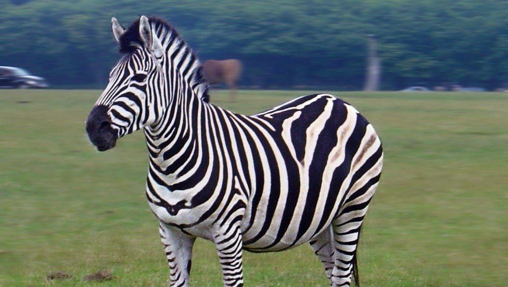 Zebras_wallpapers_2