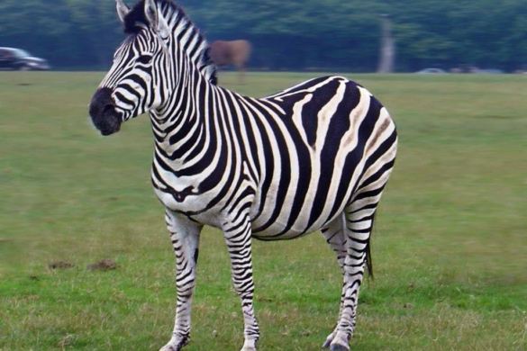 Zoo Timișoara are un nou locuitor, o zebră