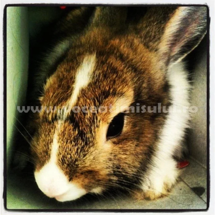 Peste 2.400 de animale la expoziţia de la Sânnicolau Mare