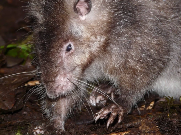 Bosavi giant woolly rat by Kristofer Helgen1 jpg Bosavi giant woolly rat by Kristofer Helgen1 jpg