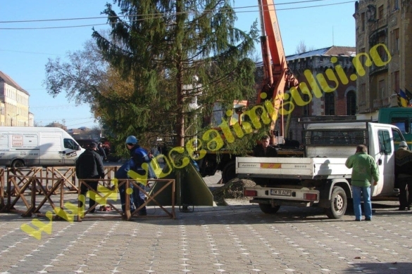 FOTO O, brad frumos în centrul timişorean