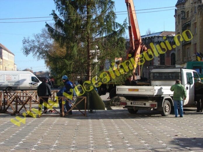 FOTO O, brad frumos în centrul timişorean