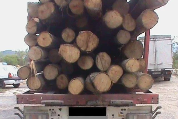 Culmea tupeului! Cu remorca plină de lemne furate şi fără permis de conducere, la volanul unui tractor, în Timiş