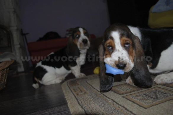 Animalele de companie – terapeutul blănos din casa ta