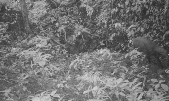 saola cameratrap1 2013 jpg saola cameratrap1 2013 jpg