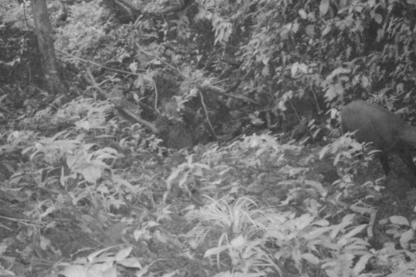 Saola sau „Unicornul asiatic”, fotografiat după 20 de ani