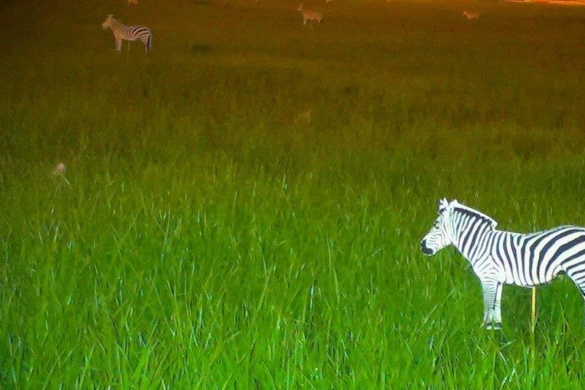 Cireada de zebre a împânzit Piaţa Bălcescu