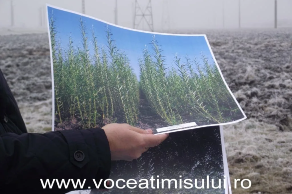 110.000 de sălcii în afara oraşului, plantate de Primăria Timişoara