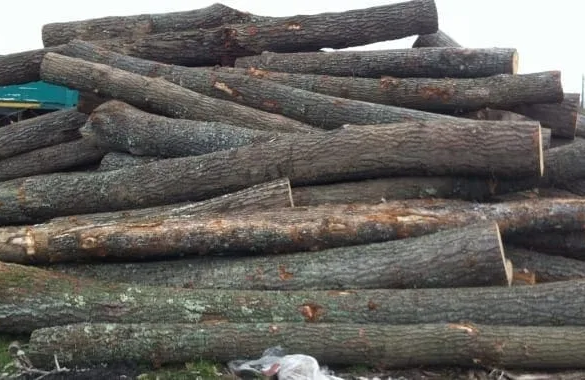 Peste 160 de metri cubi de lemne confiscate, într-o săptămână, de poliţiştii din Timiş