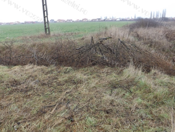 Defrisare ilegala in Timisoara01