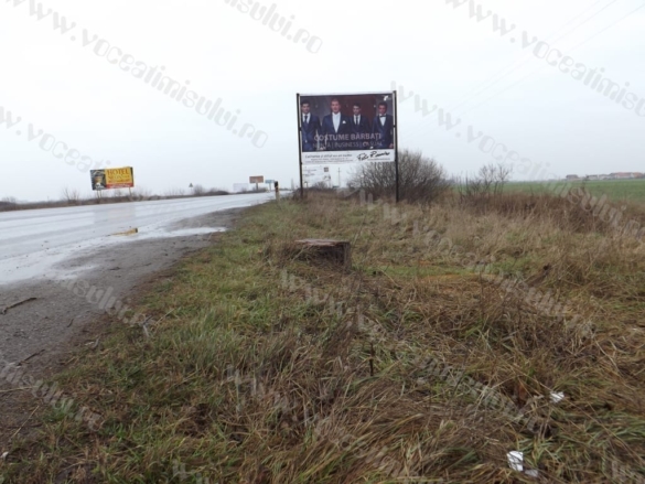 Defrisare ilegala in Timisoara02