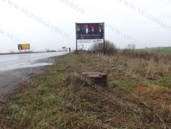 Defrisare ilegala in Timisoara03