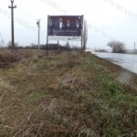 Defrisare ilegala in Timisoara07