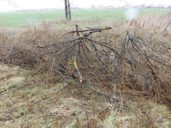 Defrisare ilegala in Timisoara10