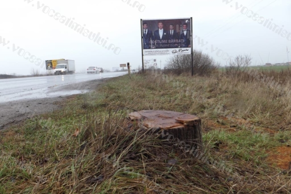 Robu: E inadmisibil! După ce doi bărbaţi au tăiat ilegal copacii din faţa unei reclame, iar Poliţia dă amenda minimă
