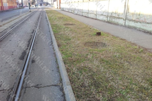 Timişorenii fac „scandal” că se taie copacii? Problema lor e că nu mai au… ce fura FOTO