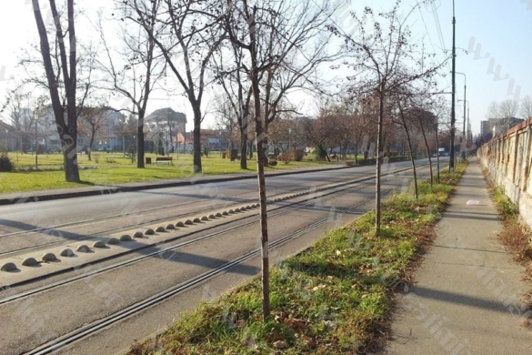 Lipsa iernii dă planurile Primăriei peste cap, la Timişoara. Florile şi copacii au de suferit