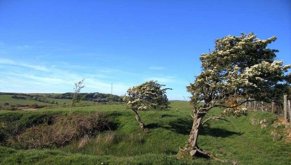 copaci-batuti-de-vant