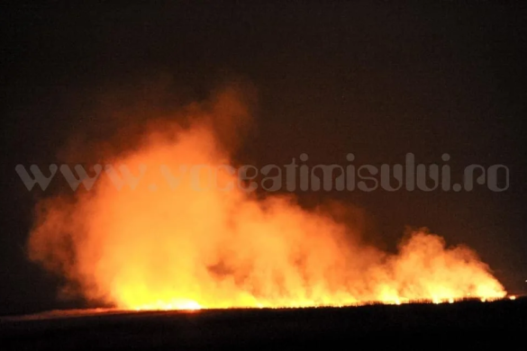 Inconştienţa oamenilor poate duce la dezastre. Ciobanii din Timiş au dat foc la vegetaţie, azi-noapte FOTO
