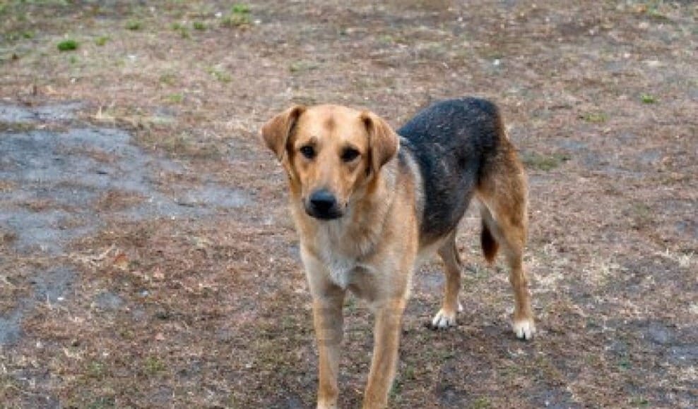 10798625-stray-dog-in-the-park