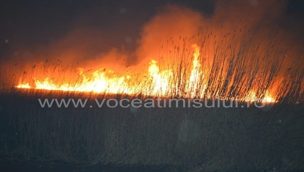 INCENDIU-de-proporţii-în-cartierul-Plopi15