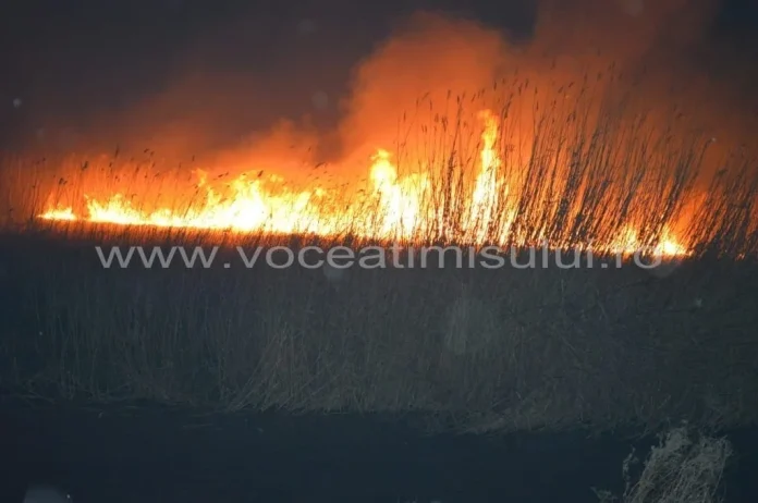 Pompierii din Timiş atrag atenţia! Arderea miriştilor – alarmă pentru cetăţeni INCENDIU de proporţii în cartierul Plopi15 jpg