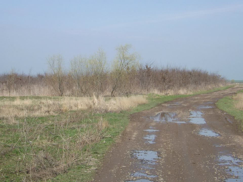 Primarul-Alin-Nica-şi-pădurea-fermecată