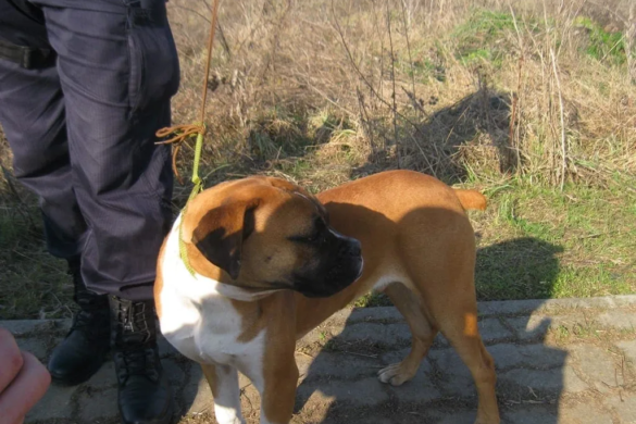 Câine de pază lăsat liber pe Demetriade. Ce a pățit proprietarul după ce câinele a sărit la un biciclist