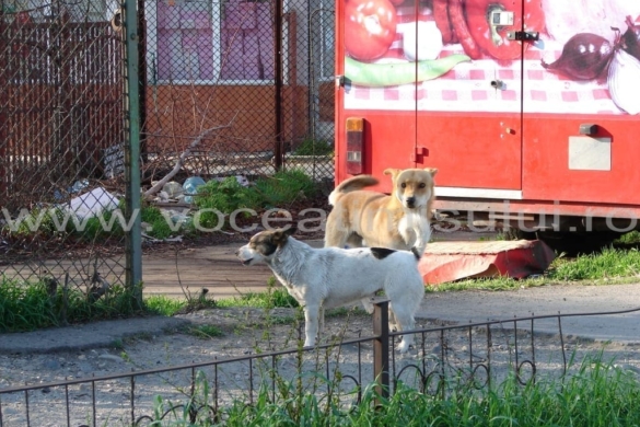 Fostele fabrici timişorene, adăposturi pentru maidanezi. Oamenii se tem să mai treacă prin faţa lor FOTO+VIDEO