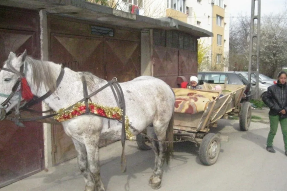 Şase cai frumoşi… şi şase căruţe depistate ieri de poliţiştii locali în Timişoara
