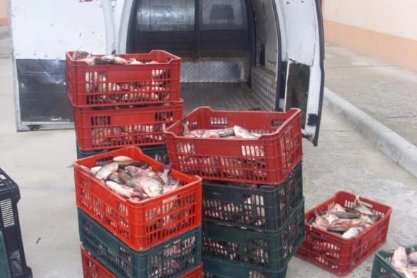 Timișean prins cu jumătate de tonă de pește fără acte de proveniență