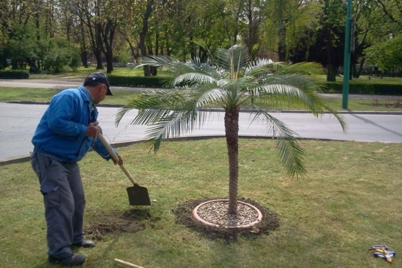 Palmișoara reapare pe harta României. Palmierii s-au întors în centrul Timișoarei! FOTO