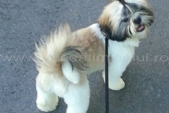 Sâmbătă, 4 aprilie, este ”Ziua internaţională a animalelor fără stăpân”. Ce surpriză a pregătit Danyflor iubitorilor de câței