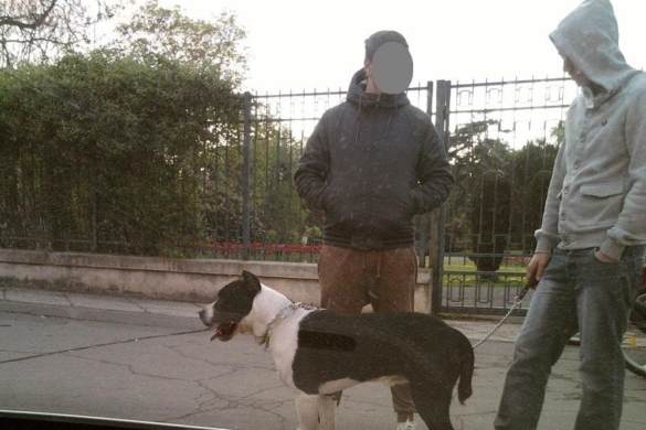 Timişoreni, AVEŢI GRIJĂ! Câinii periculoşi, fără lesă şi botniţă, vă aduc AMENZI MARI!
