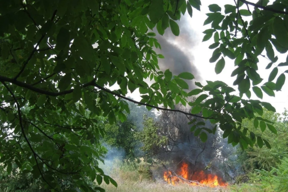 Timișorenii, somați să nu dea FOC vegetației. AMENZILE sunt uriașe!