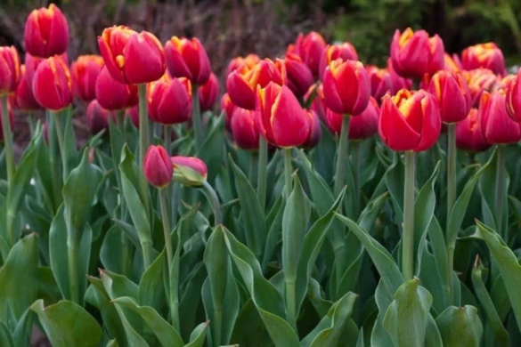 Un nou festival anul viitor! Timișoara va sărbători florile
