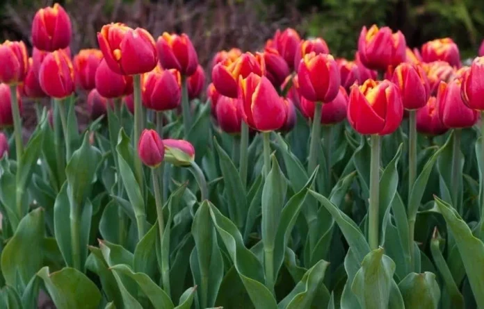 Încă o persoană depistată în timp ce rupea lalele din centrul orașului