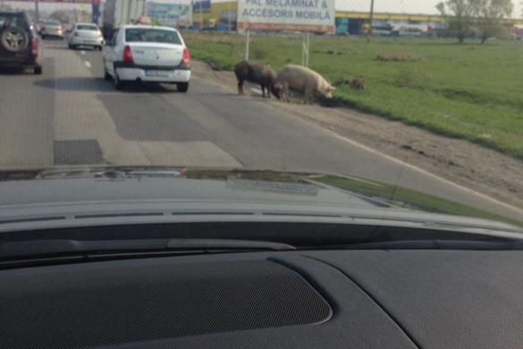 Timișoara – orașul porcilor și oilor? Animalele pasc la marginea drumurilor de acces în „orașul european de cinci stele” FOTO