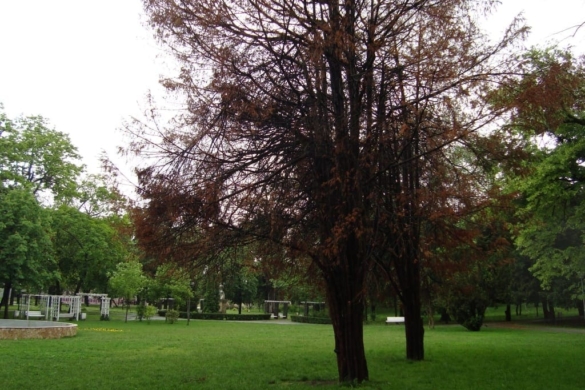 Horticultura se ocupă momentan de întreținerea spațiului verde din Timișoara, FĂRĂ contract! Ce vrea Robu de la societate VIDEO
