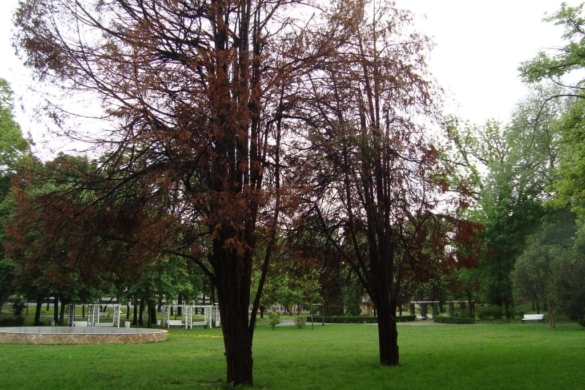 Parcul Pădurice va fi reabilitat! De ce costă doar jumătate din suma estimată inițial și când e gata VIDEO