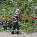copac căzut în cartierul primarului – Nicolae Robu01