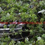 copac căzut în cartierul primarului – Nicolae Robu03