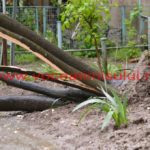copac căzut în cartierul primarului – Nicolae Robu05